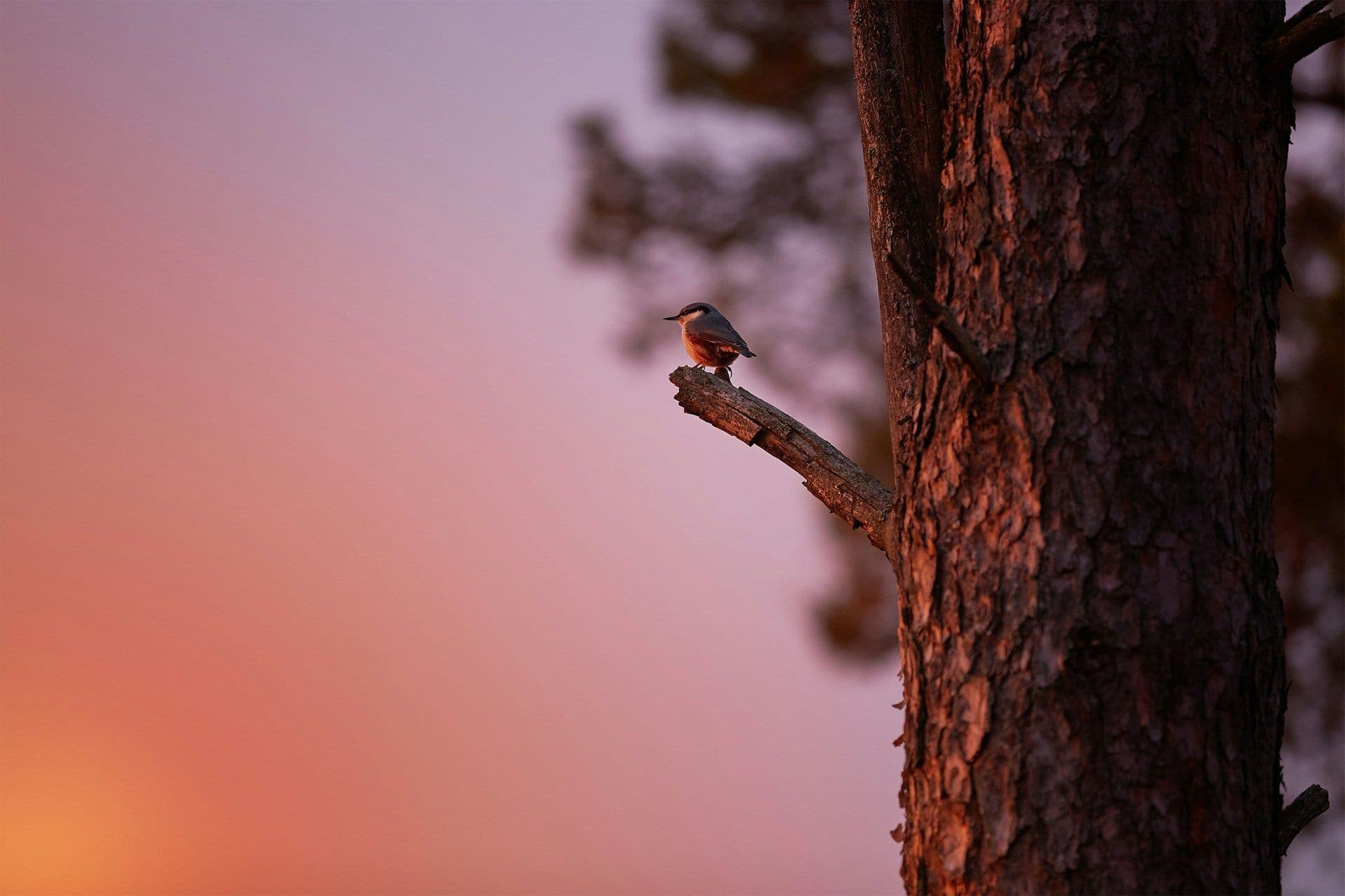 Birdsong Calms the Anxious Mind Within Minutes
