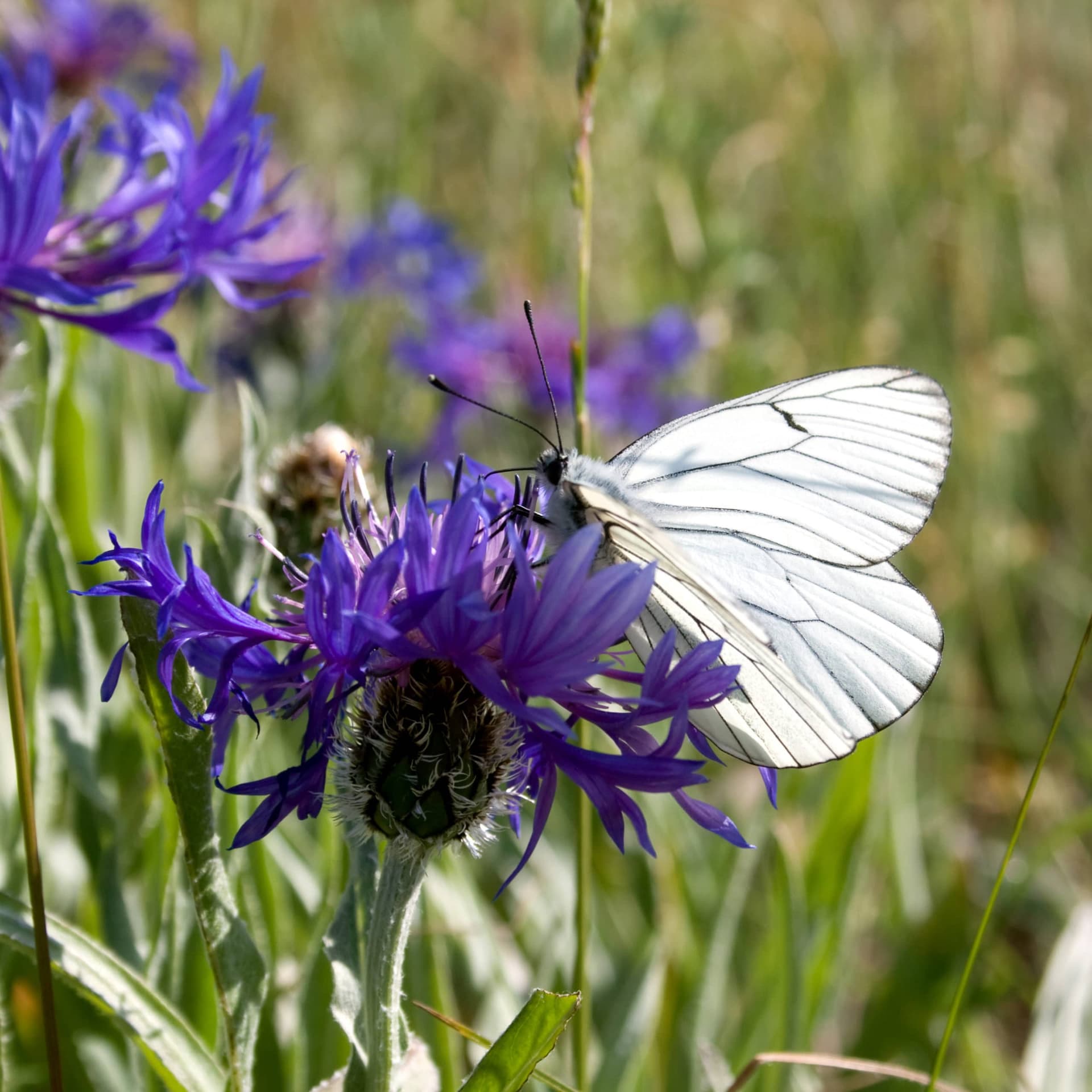 For centuries, poets and artists, writers and musicians tried to capture the essence of femininity. Here is the woman who invented the only Swiss watch for women and gave women the chance to express their own essence.