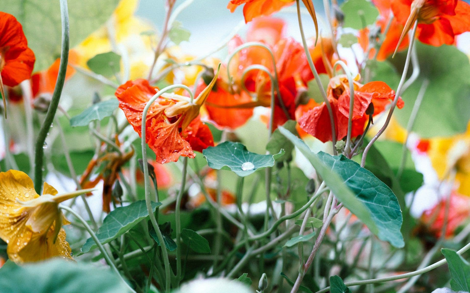Hosting With Nasturtium Flowers