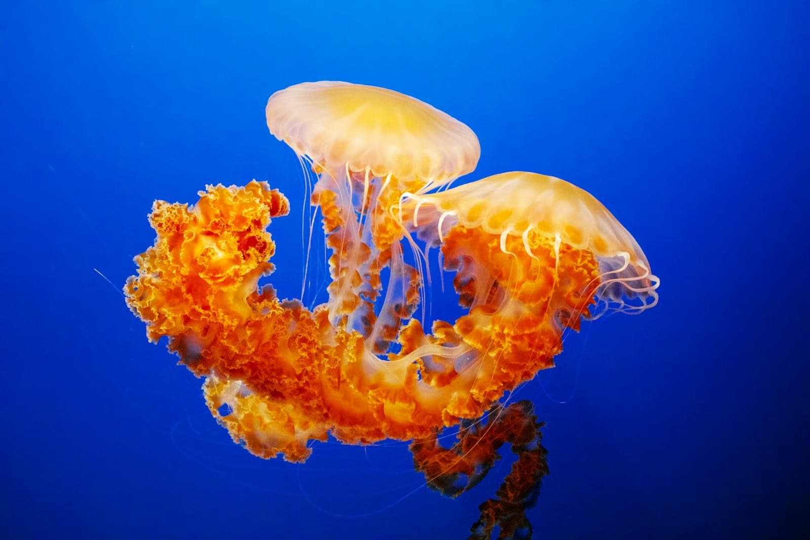 Two glowing jellyfish drift in the blue water.