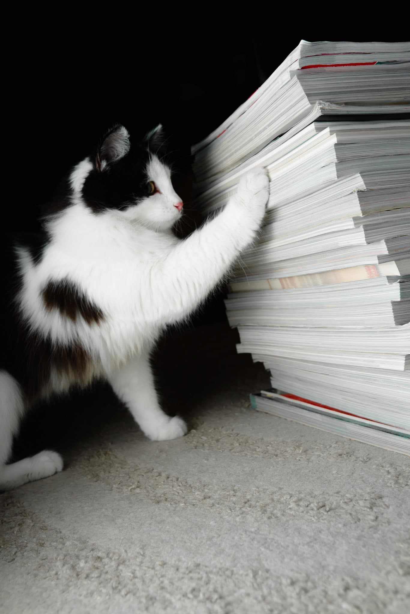 Kitten looks at a stack of magazines