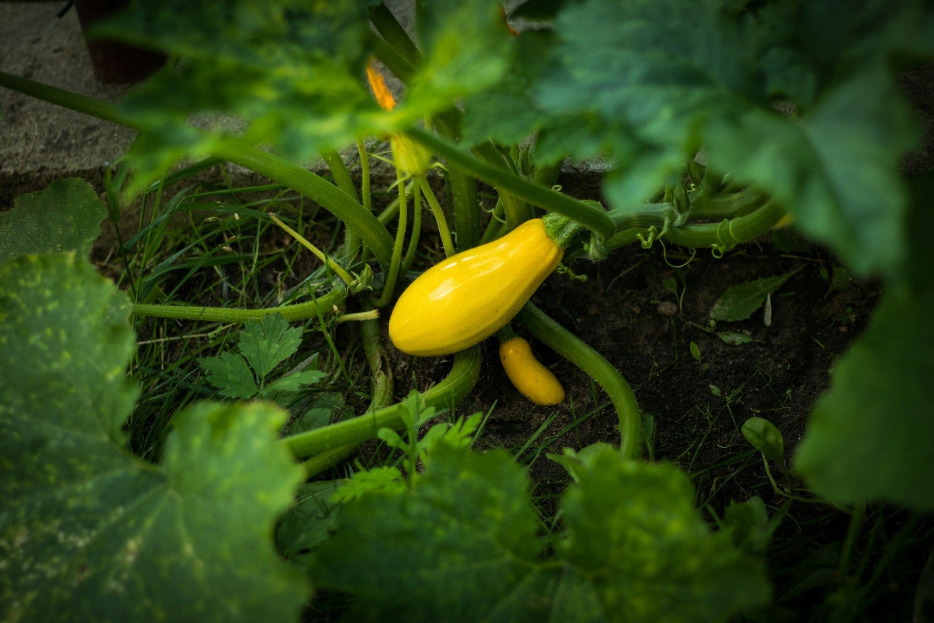 Quick Courgette Recipes for Summer