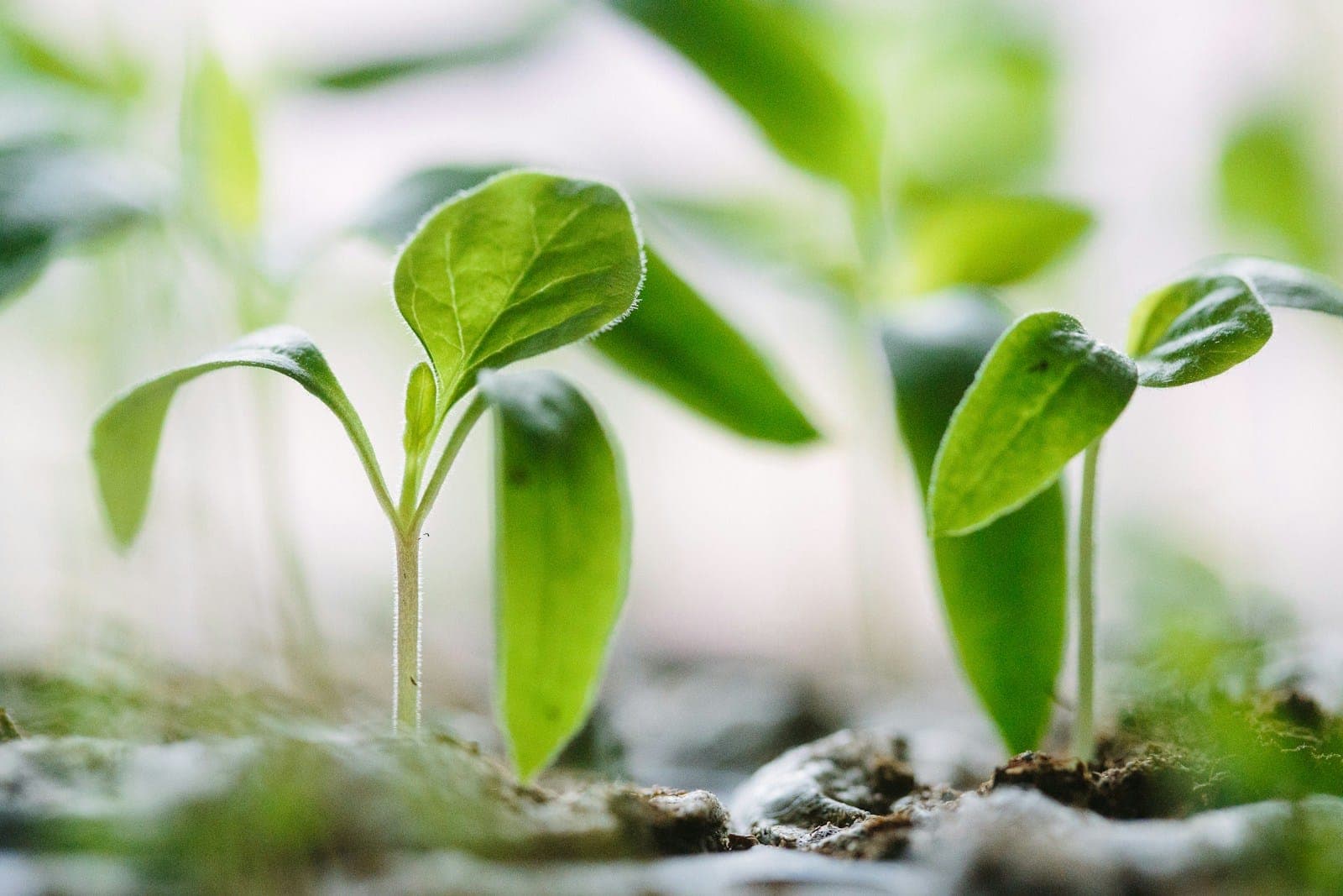 Carbon Capture Agriculture Market Signals Shift to Biologically Based Solutions