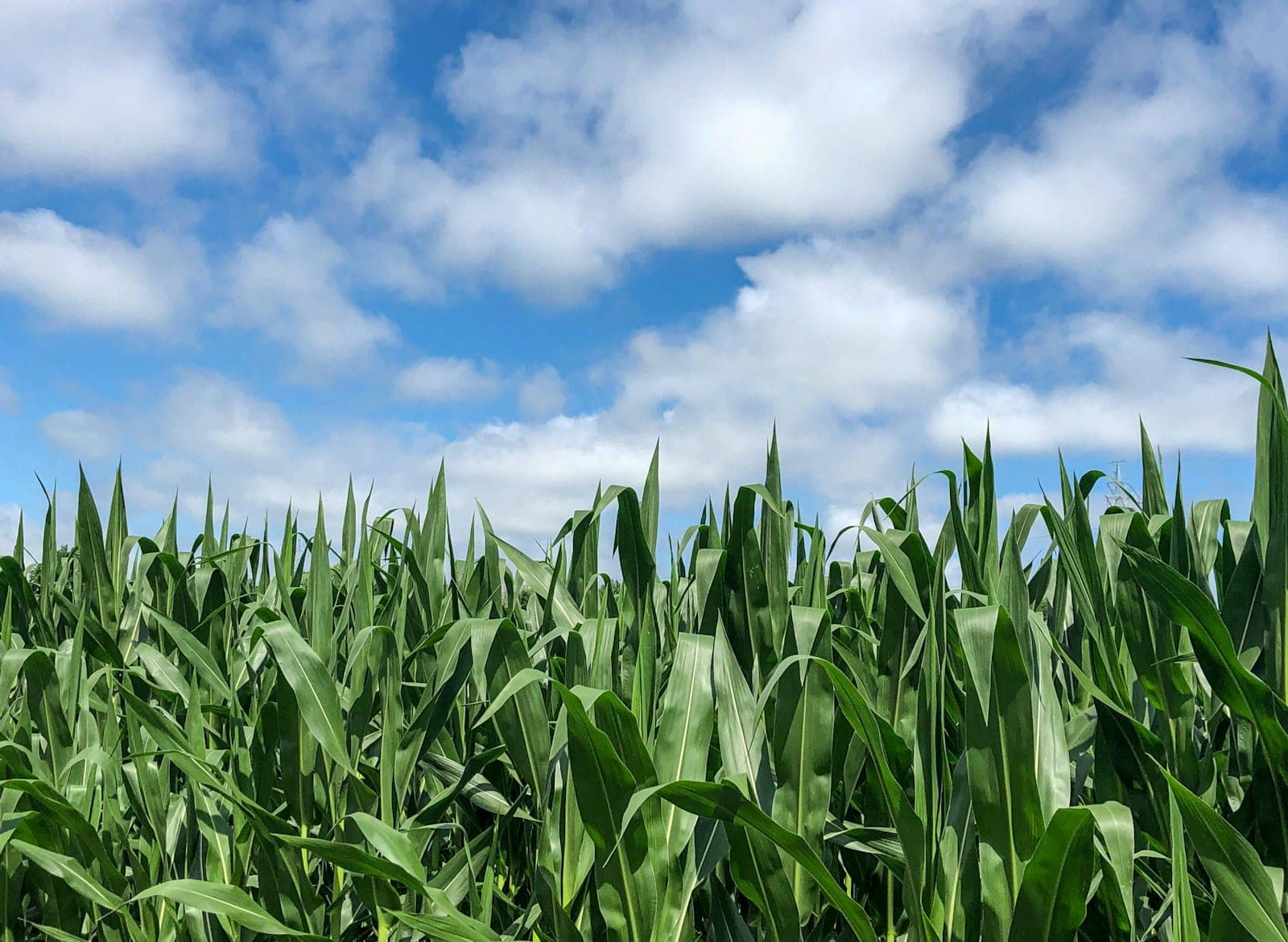 green corn field under blue sky and white clouds during daytime