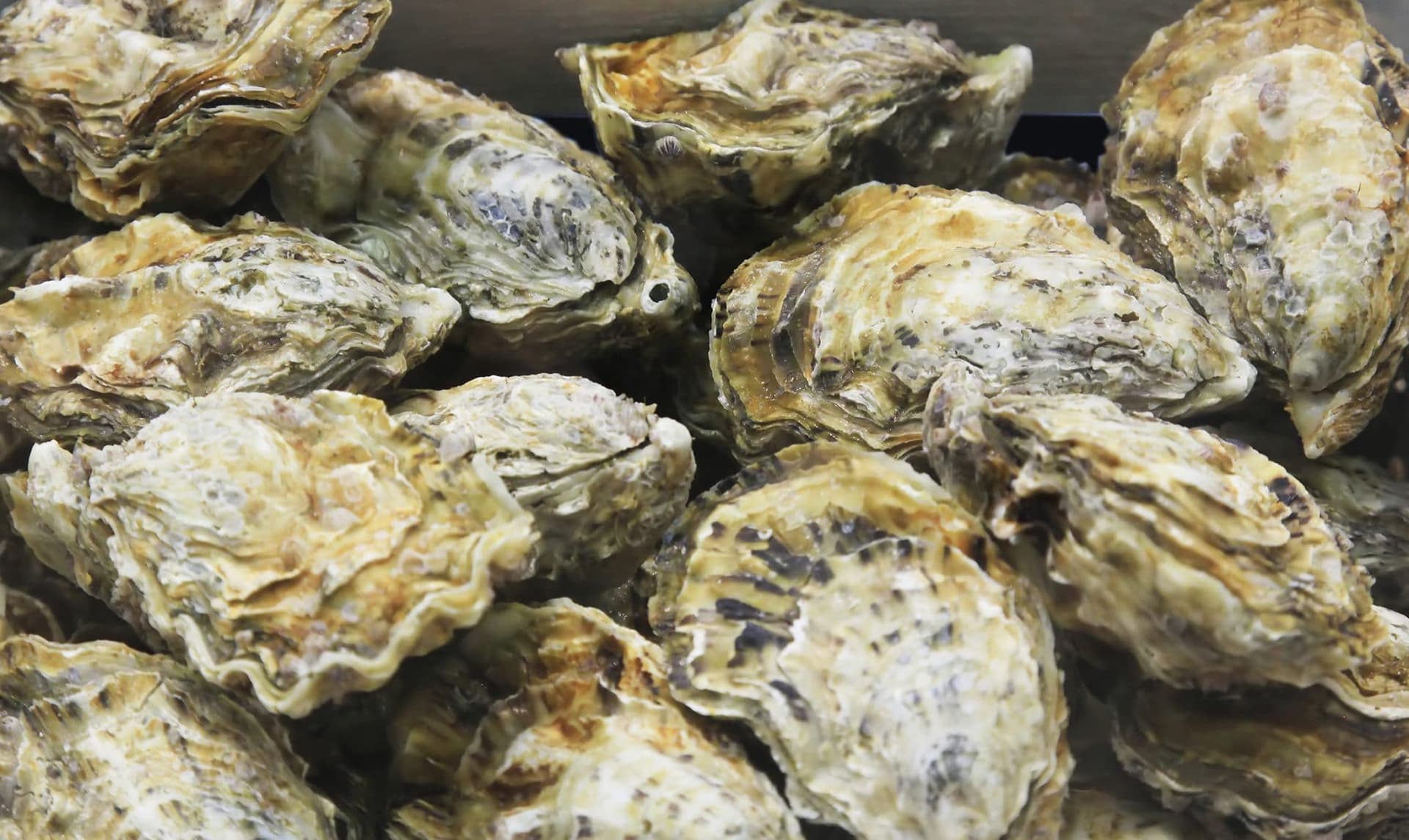 oysters