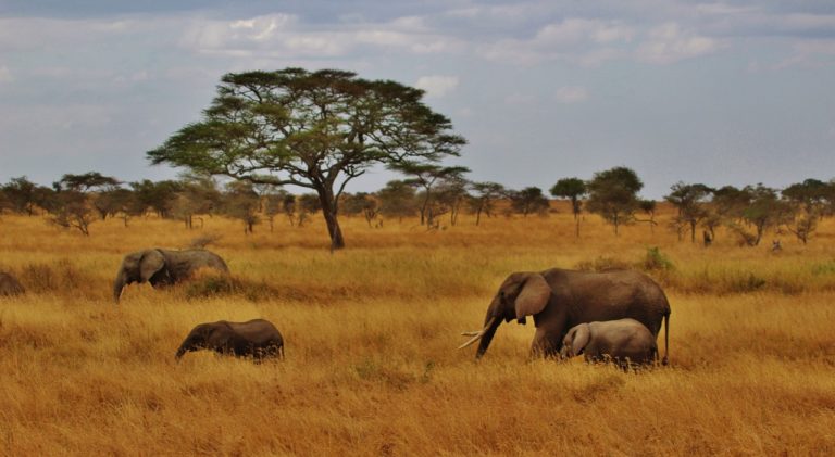 The 40,000 sq km Serengeti-Mara plain that straddles the border of Kenya and Tanzania is famous for its abundant and diverse wildlife. It is also home to one of the wonders of the world: the Serengeti-Mara wildebeest migration. Each year about two million wildebeest, zebra and gazelles migrate from Tanzania to Kenya’s Maasai Mara in search of food and water.