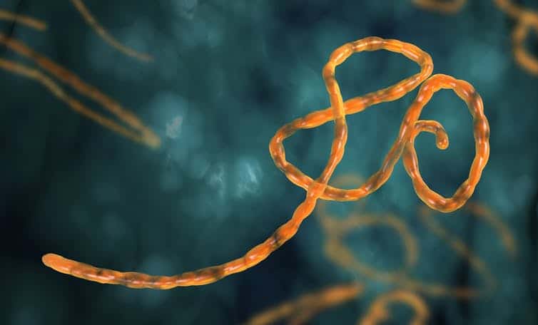 Guinea pigs cured of Ebola with antibodies, raising hopes for treatment in humans 1 The Ebola virus outbreak of 2014 in West Africa caused more than 11,000 deaths. At the time, scientists were working on several experimental vaccines and treatments but none were licensed for use in humans.
