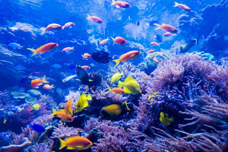 'Revolutionary change' needed to stop unprecedented global extinction crisis 8 Michelle Lim, University of Adelaide