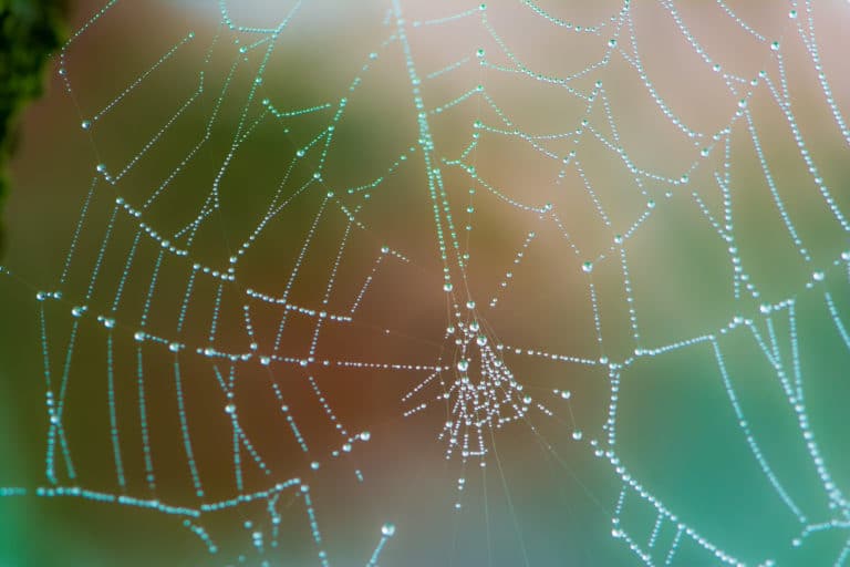 Huawei: fears in the West are misplaced and could backfire in the long run 5 Three of the “Five Eyes Network” of English-speaking states that share intelligence – the US, Australia and New Zealand – have blocked their local firms from using Huawei tech in building their 5G networks. The UK and Canada are under pressure to follow suit.