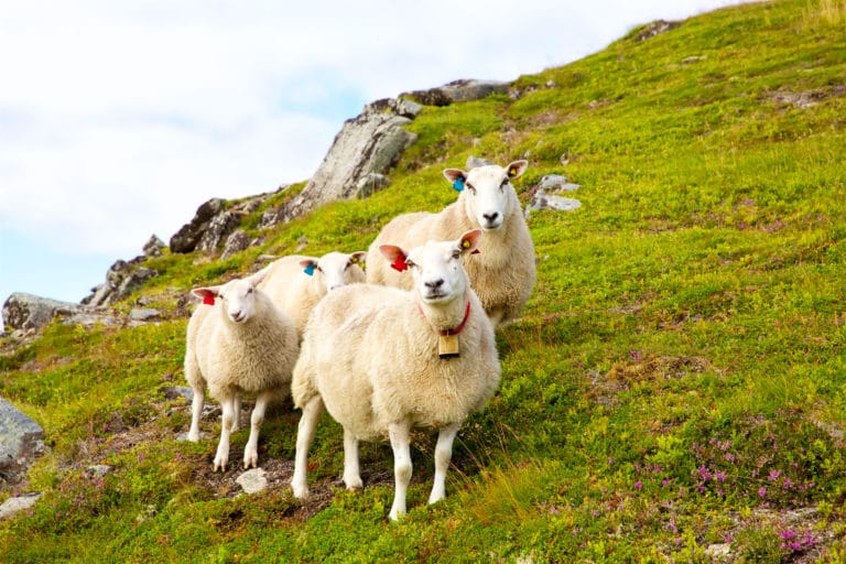 NZ introduces groundbreaking zero carbon bill, including targets for agricultural methane 8 Agriculture contributes 48% of New Zealand’s total greenhouse gas emissions. This is an important issue not just for New Zealand and all agricultural nations, but for world food supply.