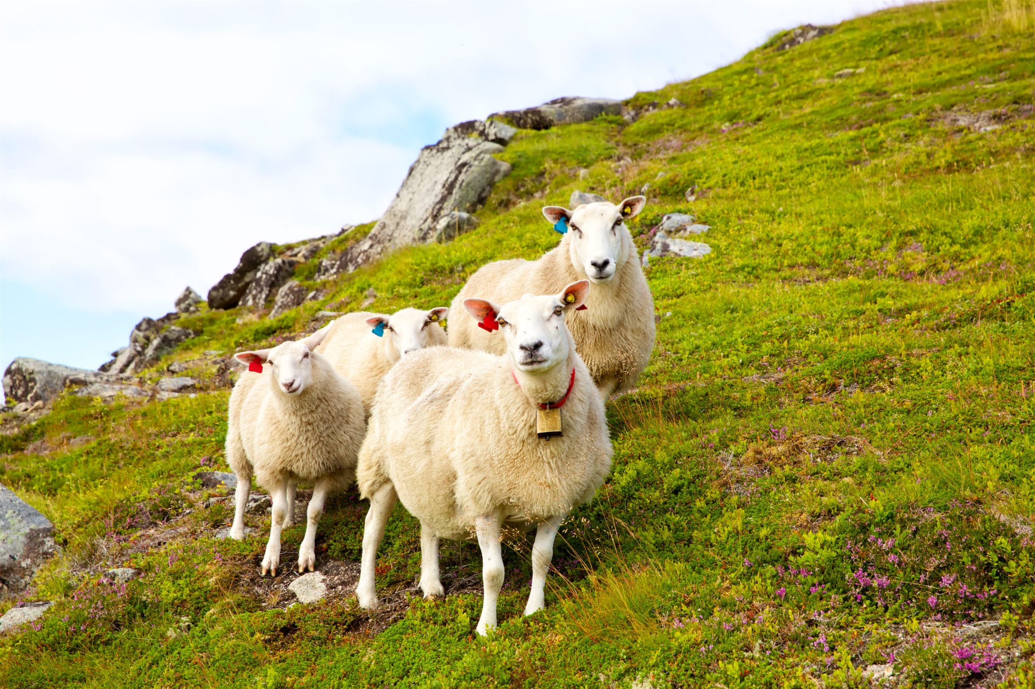 NZ introduces groundbreaking zero carbon bill, including targets for agricultural methane 1 Agriculture contributes 48% of New Zealand’s total greenhouse gas emissions. This is an important issue not just for New Zealand and all agricultural nations, but for world food supply.