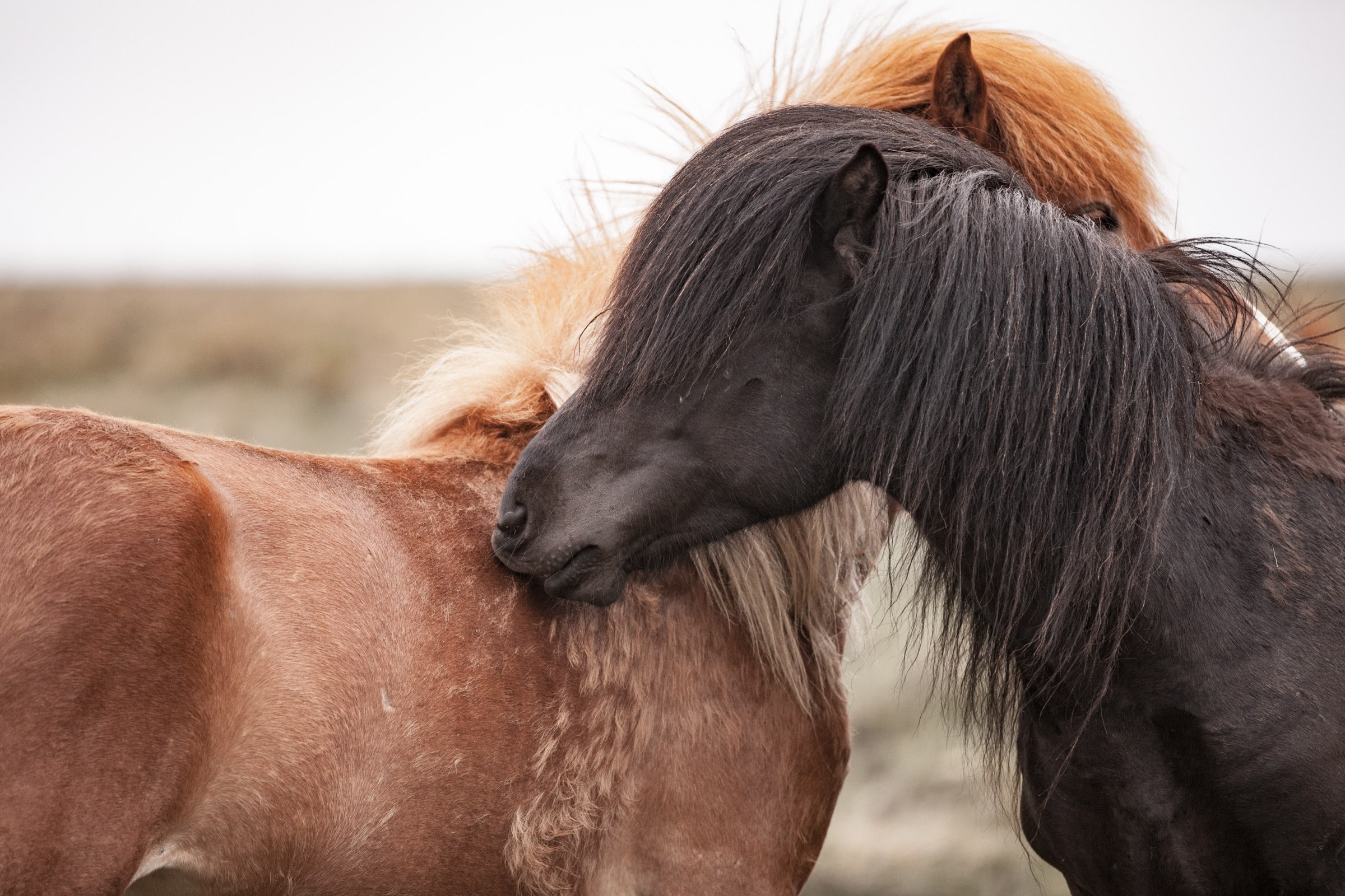 Taking the Lead: Understand it, Experience it, Own it... 1 Carola van Berckel found her confidence through her special relationship with horses. Now she helps others to do the same. We spoke to Carola about her influences, and her life's mission.