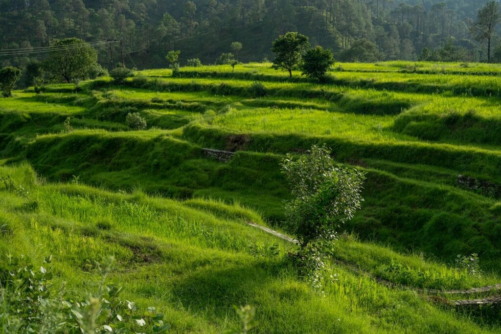 green grass field during daytime