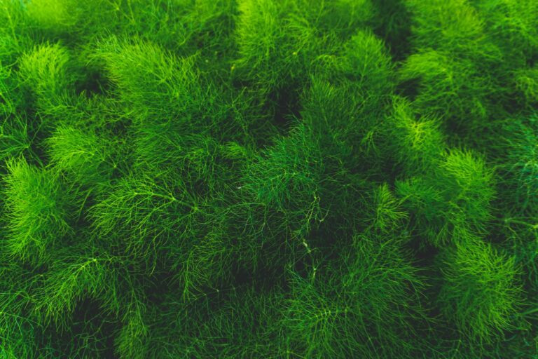 what is Algae's role in climate change mitigation?