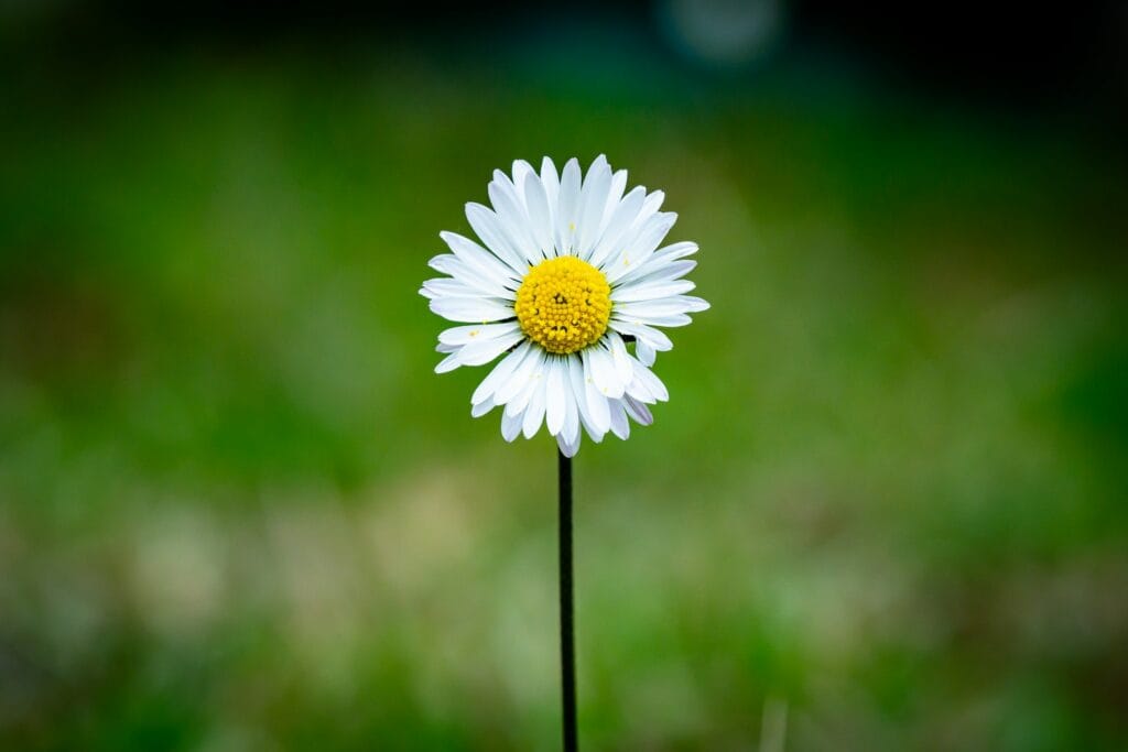 Businesses and the UN's Sustainable Development Goals 2 white daisy in tilt shift lens