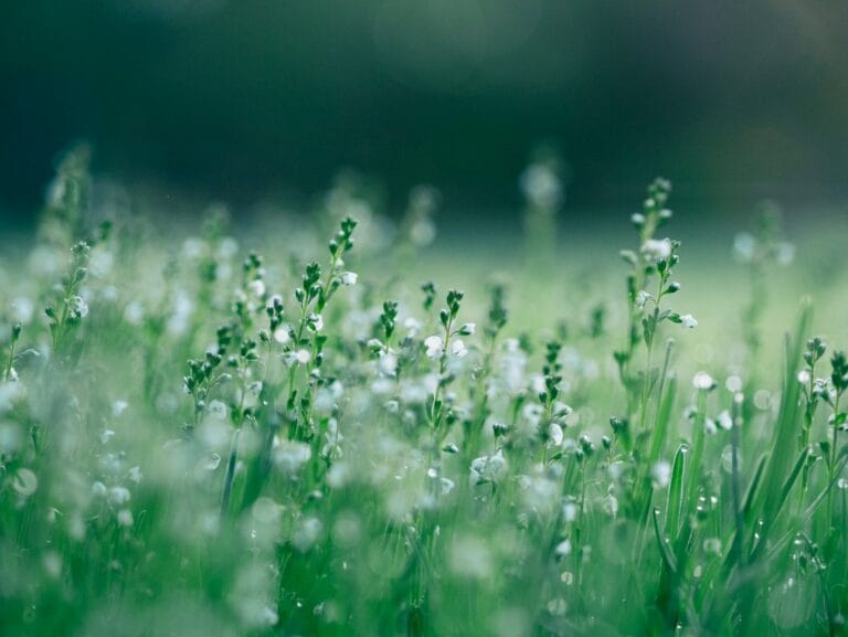 shallow focus photo of white flowers