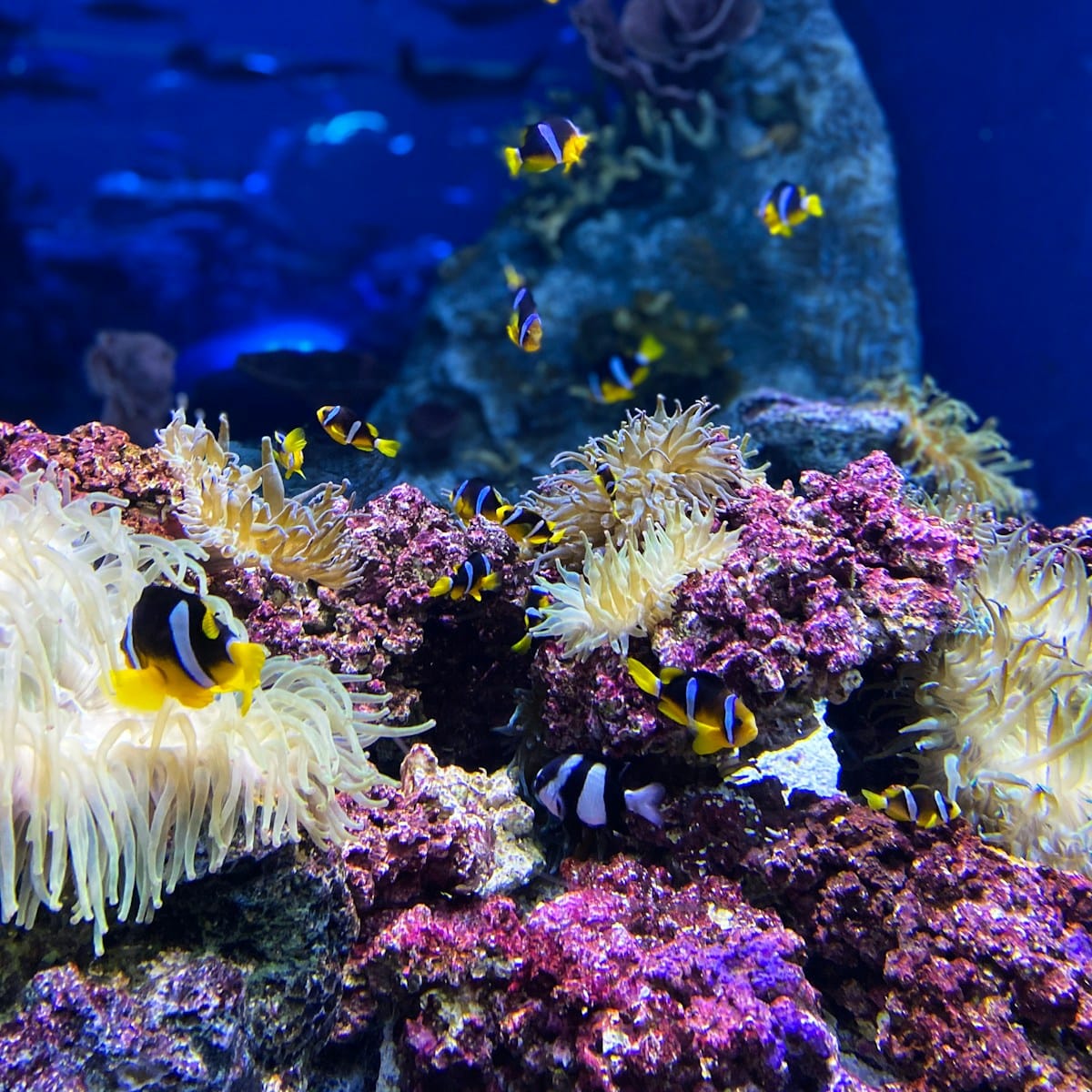 Marine-Based Carbon Removal Drives Demand for Advanced Monitoring Technologies 1 Marine-Based Carbon Removal Drives Demand for Advanced Monitoring Technologies