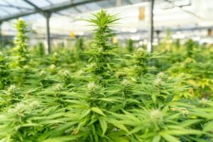 Southeast Asian Medical Cannabis Market Projects 53% Annual Growth Through 2028