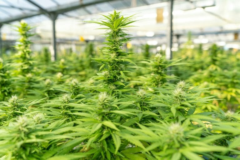 Southeast Asian Medical Cannabis Market Projects 53% Annual Growth Through 2028