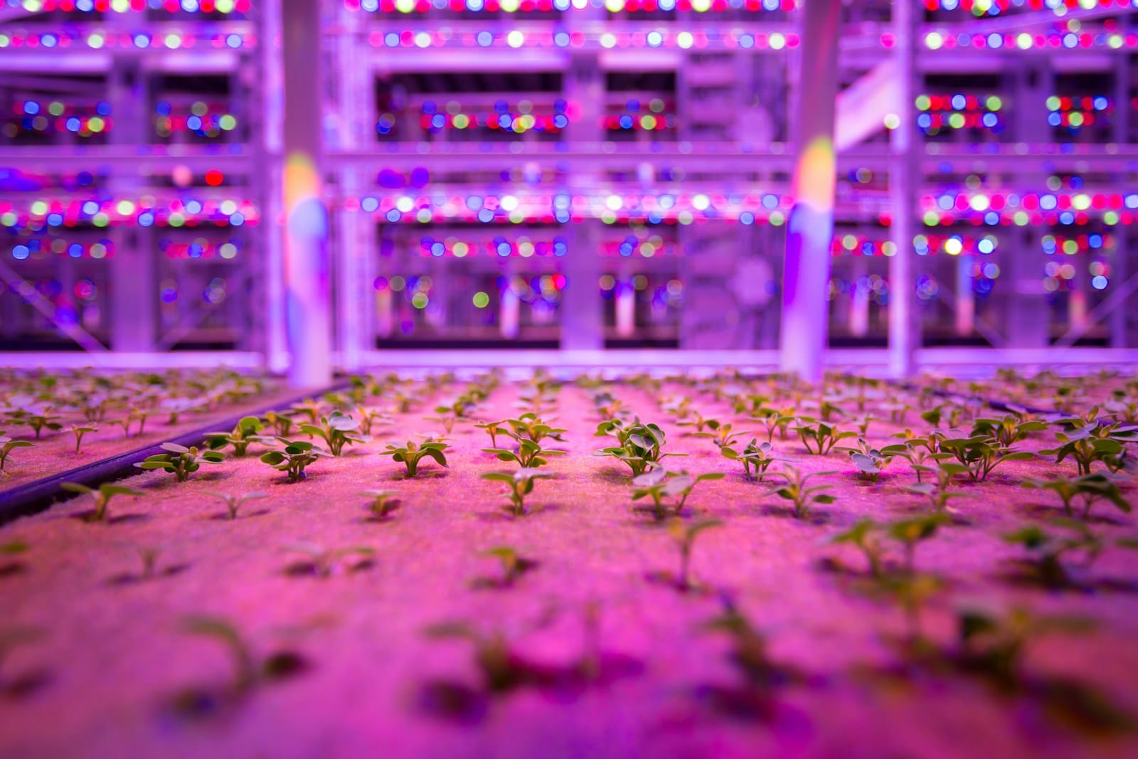 From Lab Benches to Factory Floors: Why Precise Mixing Matters in Australian Manufacturing 1 a room filled with lots of plants growing in it